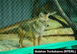 Жапайы чөө.