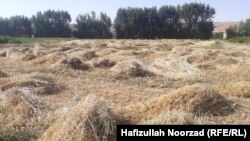 تصویر از یک ساحه ولایت خشکسالی زده غور 