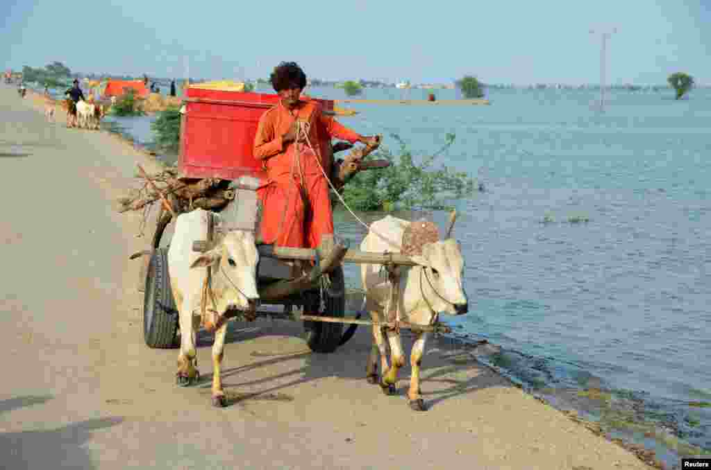 Sezona monsuna u Pakistanu je počela u junu, a ove godine je pala izuzetno velika količina kiše. Na fotografiji: Napuštanje grada Sohbatpura čiji je dijelove uništila poplava,&nbsp;28. august.