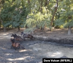 Конете са ограничени на малка територия в парка