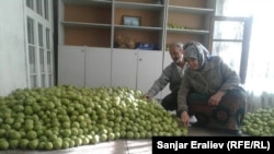 Быйылкы түшүмдүн бир бөлүгү.