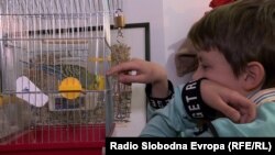 Dječak iz Mariupolja i njegov papagaj u Budvi, Crna Gora