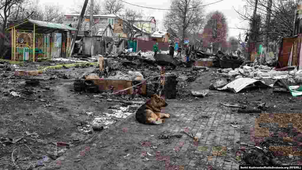 Një qen mes rrënojash ndërsa më tutje banorët shikojnë shkatërrimin nga sulmet e forcave ruse.&nbsp;