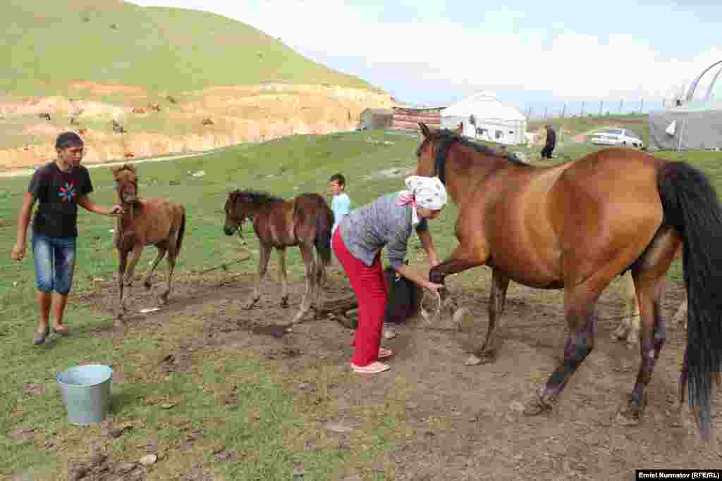 При этом они идеально подходят для жизни в условиях высокогорья