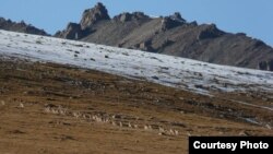 Сары-Чат-Ээр-Таш коругундагы кайберендер