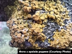 Фото зроблене Олександром Шпилевським