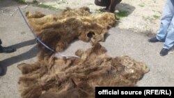 Кармалган аюунун териси.