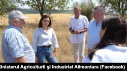 Ministra Agriculturii, Ludmila Catlabuga (în centru), a vizitat gospodăriile unor fermieri din satele Volintiri și Copceac, din raionul Ștefan Vodă, pentru a vedea cum seceta le-a afectat culturile de porumb și floarea-soarelui.