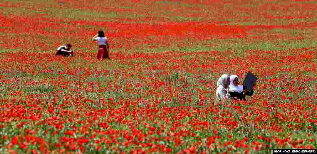 Njerëzit shijojnë çeljen e luleve në një fushë në Leninskoje të Kirgizisë.