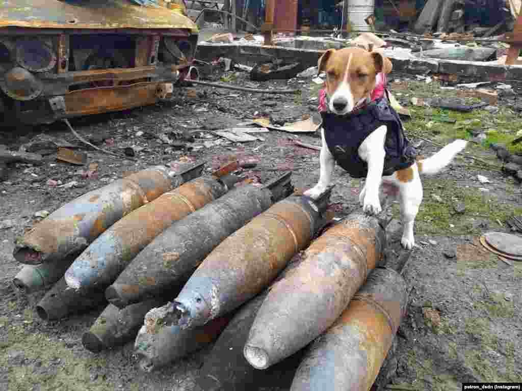 A tűzszerészmellényben dolgozó terrier a közösségi oldalakon elterjedt&nbsp;videók&nbsp;hatására világszerte népszerűvé vált