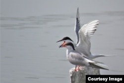 Дарыя чагала, Чүй облусу