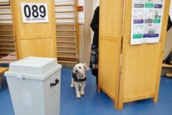 Szavazó kutyájával a pécsi Istenkúti Közösségi Házban kialakított szavazókörben 2022. április 3-án