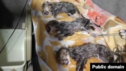 Three cubs were delivered by cesarean section.