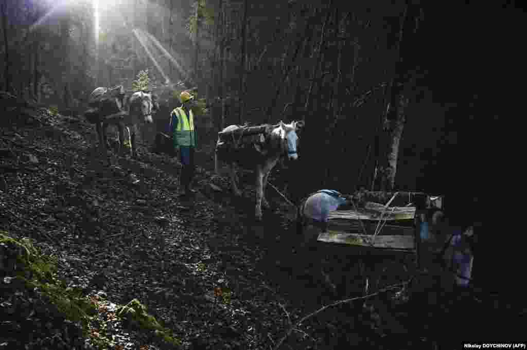 Drvosječa vodi konje sa čistine, visoko na bugarskoj planini Stara planina u blizini grada Tetevena.