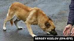 Иллюстративное фото