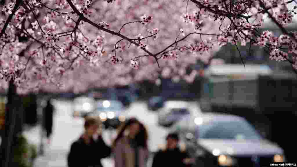 Pemët kanë nxjerrë sytha ndërsa lulet e tyre e kanë zbukuruar Prishtinën.&nbsp;