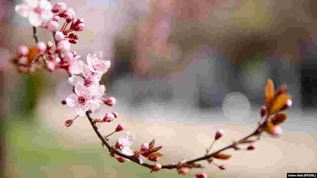 Sytha pemësh në pranverë.&nbsp;