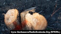 Ілюстративне фото