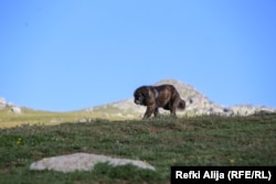 Qeni i Sharrit karakterizohet me trimëri dhe besnikëri.