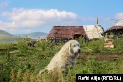 Për pronarët e tyre, qentë e Sharrit janë pjesë e familjes.