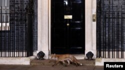 ʼЛисиця біля резиденції очільника британського уряду, архівне фото