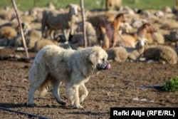 Qentë e Sharrit, sipas pronarëve të tyre, janë shumë të dashur.