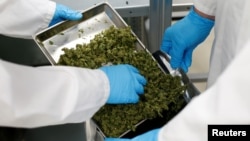 Zaposleni rukuju kanabisom u sjedištu proizvođača biljnih lijekova Bionorica u Neumarktu, Njemačka, 9. februara 2018.