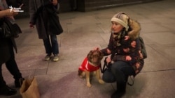 Зоозащитники предупредили Госдуму