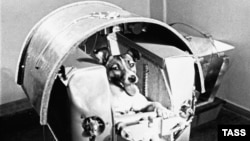 Pas Lajka pre polijetanja u svemir, 1957.