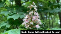 Virágzik a gesztenye a Parc de Saint-Cloud-ban 2021. május 17-én.