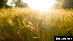 1 липня в Україні, крім східних і південно-східних регіонів, короткочасні дощі, грози, удень місцями град і шквали 15-20 м/с, у західній частині місцями значні дощі