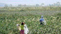 Global gulçulyk hasabatynda Türkmenistanyň mejbury zähmeti ulanmak problemasyna üns berildi