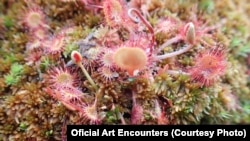 Lucrarea Sphagnum a Nonei Inescu, două obiecte de sticlă și video, expusă în expoziția „Cum să coabităm" în viziunea curatorială a Kasiei Redzisz sugerează în forme delicate inamicul pandemic Covid.