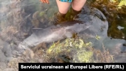 Кара деңиздин жээгиндеги дельфиндин өлүгү. Украина. Иллюстрациялык сүрөт.