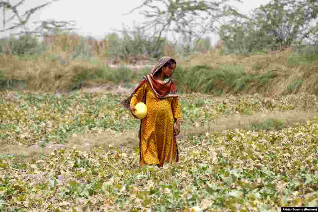 Сонари, трудница, собира дињи на фарма на периферијата на Џакобабад на 17 мај. Жените во сиромашните земји на првата линија на климатските промени се особено ранливи на порастот на температурите, бидејќи многумина се обврзани да работат за време на нивната бременост и набргу по породувањето.