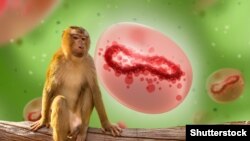 Маймыл чечеги вирусун чагылдырган иллюстрация.