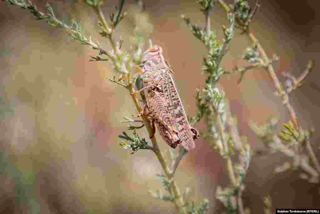 Бир ургаачы чегиртке иштетилбеген талааларга 200гө жакын урук таштайт. Алардын ар бири 47 күндө 100-150гө чейин көбөйө алат.