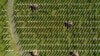 Pogled iz zraka na Memorijalni centar u Srebrenici i novoiskopane grobnice u Potočarima, BiH, u nedjelju, 11. jula 2022.
