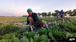 مزرعه‌ای در حومه کرج، ۱۳۹۹