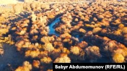 Кочкордогу уникалдуу бадал токойлору кызыл колтук бака үчүн эң жагымдуу ареал саналат.