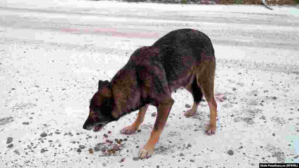 &quot;Moj zadatak je da pronađem ljude koji hrane životinje lutalice u svakom naselju i da im ostavljam hranu&quot;, kaže. U mnogim selima zarobljenim od ruskih snaga nije moguće kupiti hranu za životinje ili ljude. &nbsp;