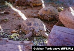 Кадимки ташбака.