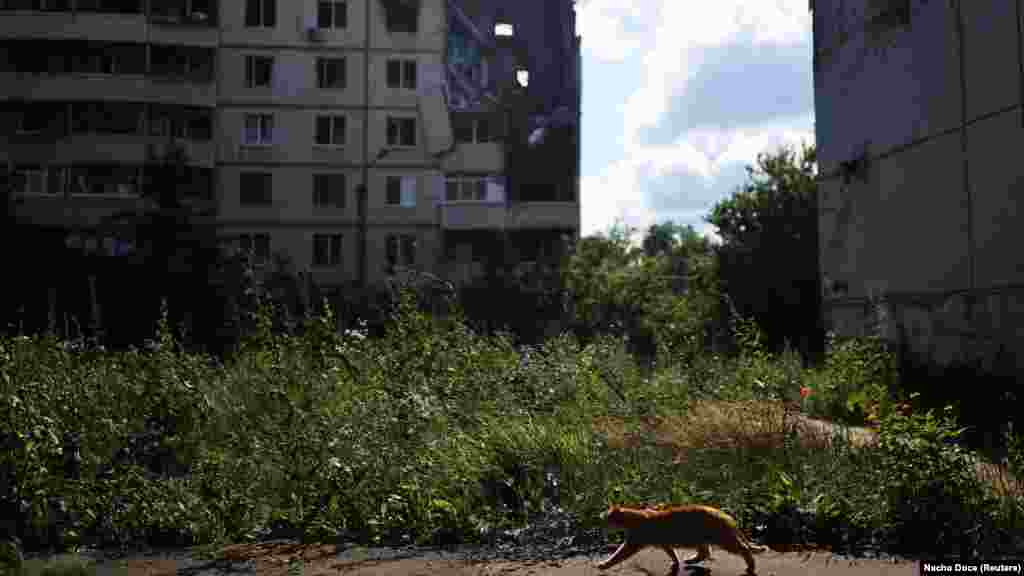 Magára hagyott macska Harkiv Szaltivka városrészében: egykor félmillió ember élt itt, de az orosz támadások miatt mostanra szellemvárossá vált, kiégett épületekkel