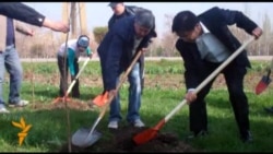 Президент сакура тикти