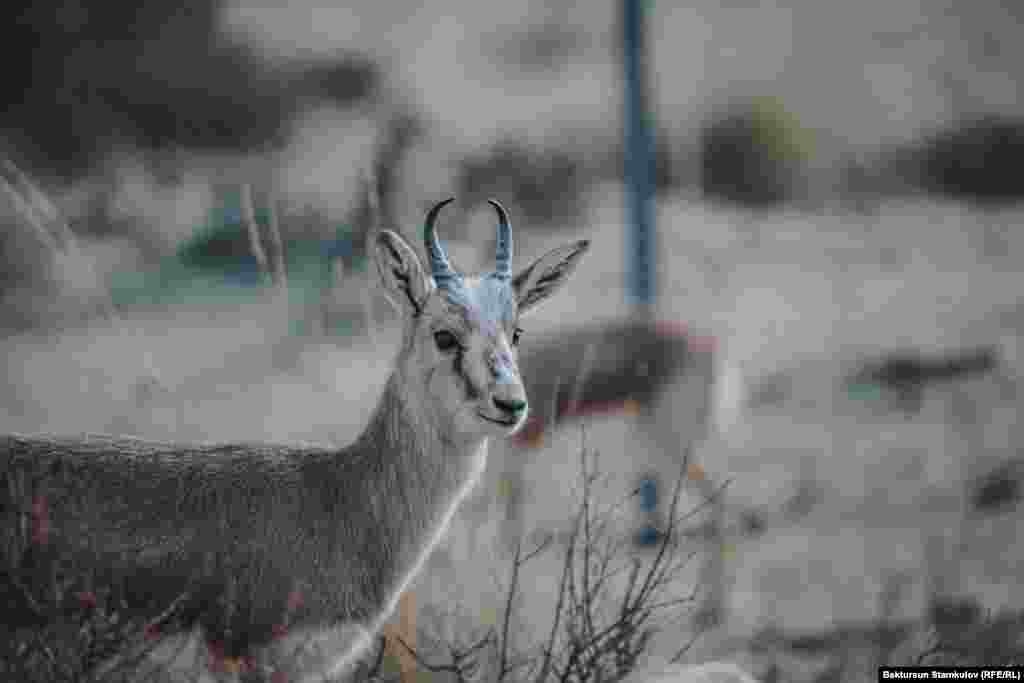 Жейрен өтө сак, көзү курч жана сак кулак келет. Улагын 5,5-6 айга жакын көтөрүп, апрелдин аягынан тартып июлдун башына чейин төлдөйт. Жейрен улагын үч айга жакын, кечирээк туулганын күзгө чейин эмизет.