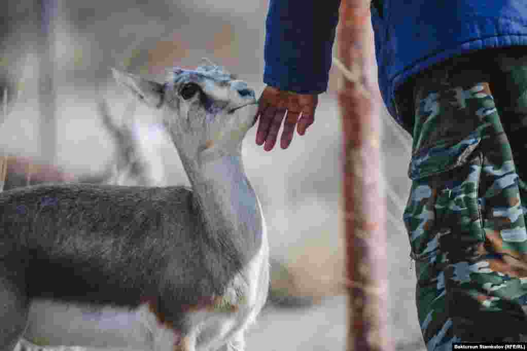 &quot;Кызыл китепке&quot; кирген жаныбарларды көбөйтүп, акырындык менен өлкөнүн башка аймактарына да кое берүү планы бар.