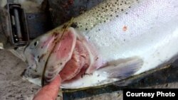 Өлгөн балык.