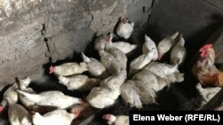 Иллюстративное фото 