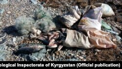 Нарын облусунун аймагында кармалган торлор жана балыктар. 2017-жылдын 14-ноябры.