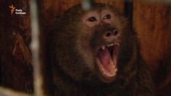 Китайський календар Донбасу. «Не залишай нас в АТО!»